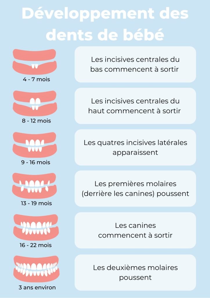Calendrier dentaire de bébé illustré avec les âges moyens de sortie des dents de lait.